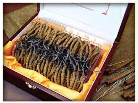 新州镇冬虫夏草回收